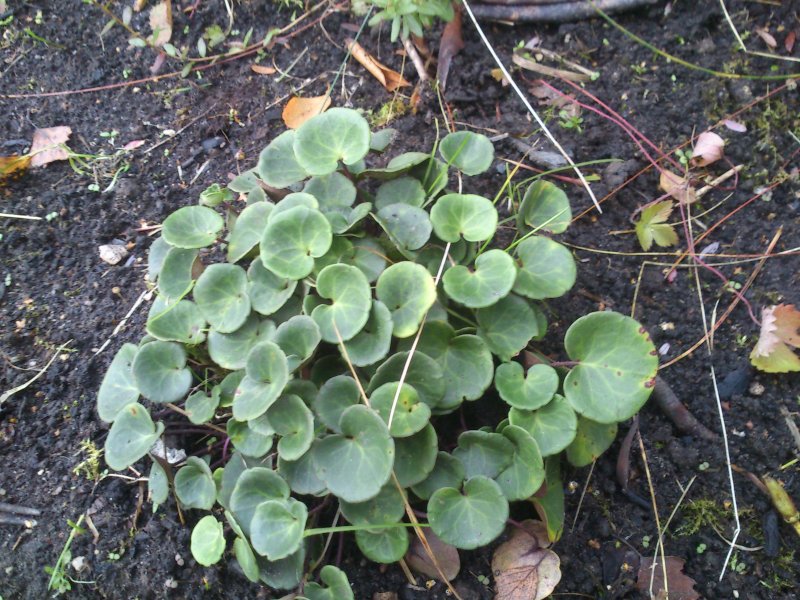 Soldanella montana Mägisoldanell